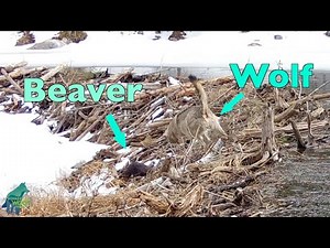 Wolf almost catches and kills beaver on beaver dam