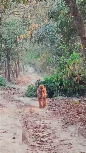 🐅 The Wild Side of India | Epic Jungle Safari Adventure 🌿