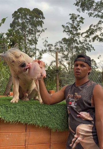 Dogo Argentino vs Kangal Turco: The Ultimate Showdown