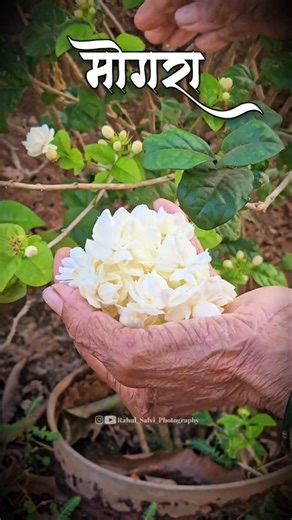 mogra flowers blossom season|मोगरा 🌸 #mogra #mograflower #flowers #blossom #blossomseason #viralsong