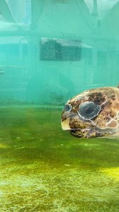 Have you met Shelly Potter? 😍 She is a subadult loggerhead sea turtle found by Inwater Research Group with a flipper wound and an injury on the nose, then brought to LMC in early June. Shelly has undergone two surgeries, which included one where her flipper was amputated. She is currently being treated with antibiotics. As you can see, Shelly is on the road to recovery! #seaturtle #seaturtlehospital #loggerheadmarinelifecenter #lmc #loggerhead #loggerheadseaturtle | Loggerhead Marinelife Center