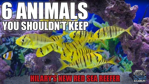 In this episode, Hilary discusses the six species she would NOT recommend putting in your home aquarium. She'll share the various reasons why the octopus, stingray, shark, and more aren't the best options for your tank and will provide alternative options with the interaction and excitement you might be looking for. | SaltwaterAquarium.com