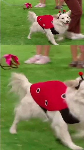 The big parade of dogs 🐶🐾🦴 | Barney the Dinosaur