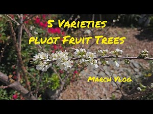 Secrets For Growing 5 Varieties Of Pluot Fruit Trees - March Vlog