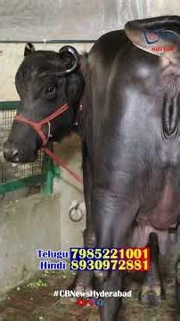 హర్యానా లో ఈ చలికాలం ముర్రా గేదెల ధరలు? #andhrafarmers #dairyfarm #cow #farming #calfs #farm #bull