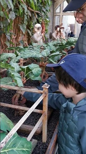 Mandrake Potting Screaming Plant / Harry Potter London #shorts #mandrake #wbtourlondon