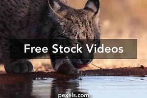 Free Beefcake Hunter Full Video Videos