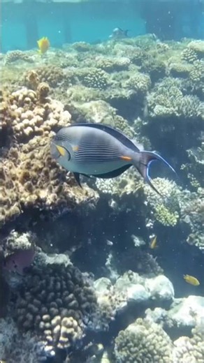 SNORKELING IN SHARM EL SHEIKH: Paradise Underwater or Overrated? 🤿🐠 Red Sea