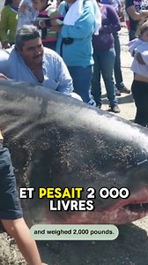 Requin blanc géant capturé au Mexique ! #requin #pêche #géant | Instant Videos