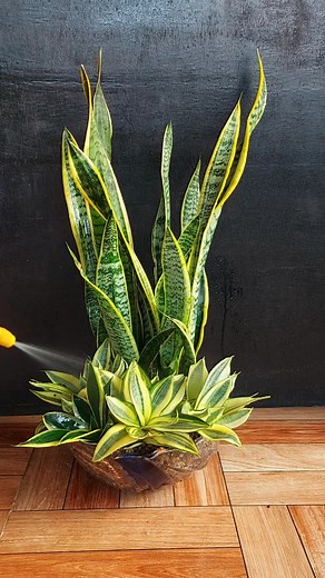 345K views · 8.1K reactions | Add a touch of green to your kitchen center table with a DIY snake plant arrangement. | Flower lovers | Facebook