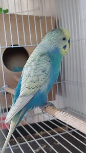 97K views · 2.4K reactions | Discover the colorful world of budgies!...