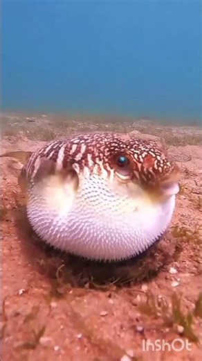 amazing animals growth journey part:50 #animals #wildlife #transformation