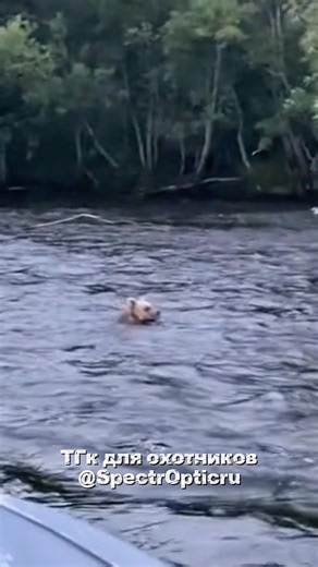 Мишка купается в реке😅 #wildlife