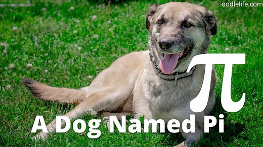 53 Best Three Legged Dog Names (Actually Good) - OodleLife®
