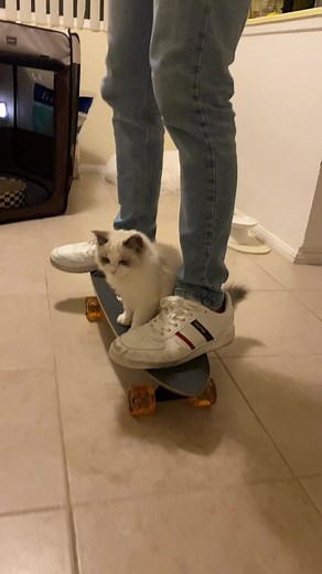 Cat Steals the Skateboard! 😂 | Puka's Epic Ride
