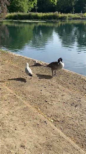 #seagull #mew gull #Ring-billed gull
