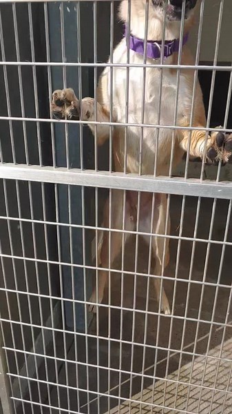 Raw/ unedited video walk thru...cannot wait to get this started!!! The dogs are sooo excited | Homeward Bound Pet Adoption Center