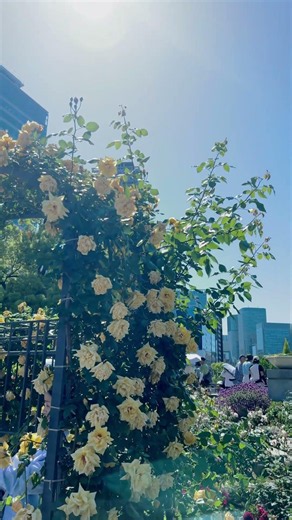 Nakanoshima Park Rose Garden