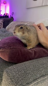 150K views · 6.7K reactions | This morning’s FULL SEND Friday WAHOO vs. Last night’s sleepy wahoo. Same Poppy the Prairie Dog, different battery level 磌 Happy Friday everyone! 珞 • • • #wahoo #weekend #prairiedog #animals #pet #funny #petlover #animal #instanimals #cute #fyp #foryou #foryoupage #viral #fypシ #poppytheprairiedog #viralreels #reels #reelsinstagram #rescue #rescuedogs #petfriendly | Poppy the Prairie Dog | Facebook