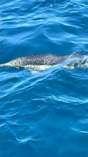 Whale Watching in Ventura, CA