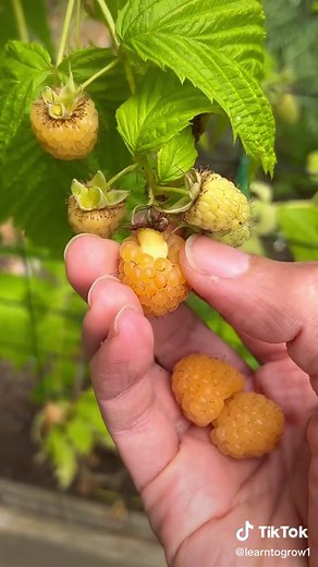 Fall Gold Raspberry Harvest - Gardening Garden Project