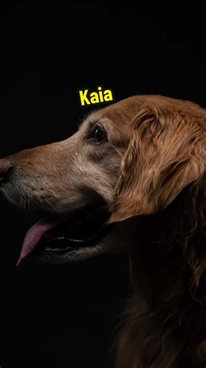 Meet Kaia: The Gentle Soul of Dog Photography
