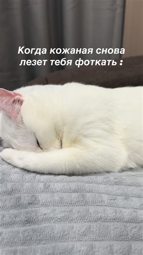 #домашний_питомец #домашний_зоопарк #кошка #заебешьсосвоиминстаграмом