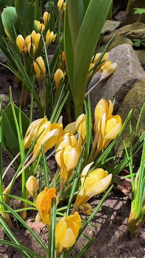 Yellow crocus blooming for the first time 🌿✨