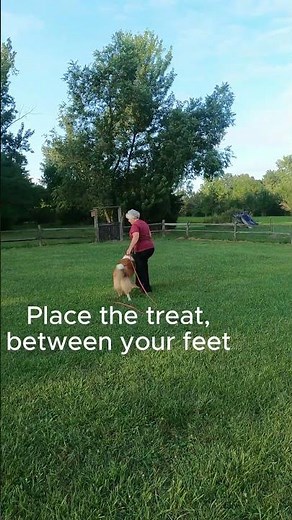 Teaching the "come" command on long line!