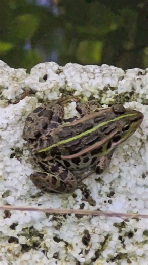 『トノサマ👑🐸』#自然#両生類#カエル#見たね