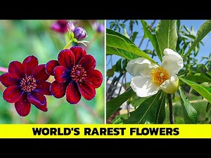 15 Rarest and Most Beautiful Flowers in the World