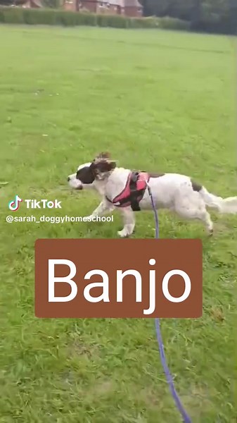 Life Skills for Dogs: Banjo's Fun at Doggy Home School