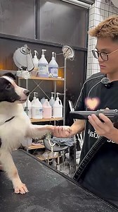 Spa cho chú chó Border Collie rất thích máy sấy lông | UPET Phụ Kiện Chó Mèo