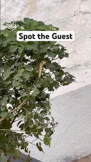 Garden Guest | Green Lounge