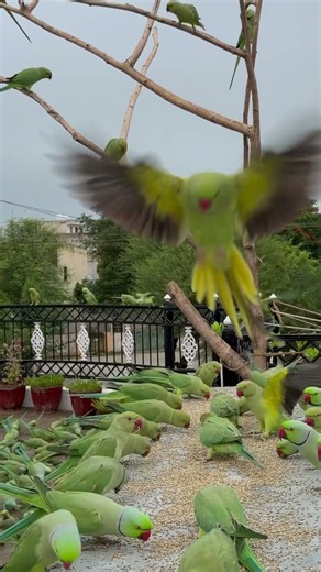 Many Green Indian Ringneck Parrot #shorts #viral