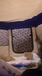 3.5K views · 49 reactions |  Splish Splash… L’heure du bain pour...