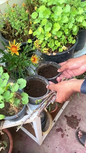 Grow Bougainvillea From Cuttings: Easy At-Home Gardening