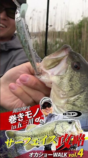 [Bank Fishing] "Surface Strategy" with Moving Lures at Gosangawa River / Oka-Show WALK vol.4 #shorts