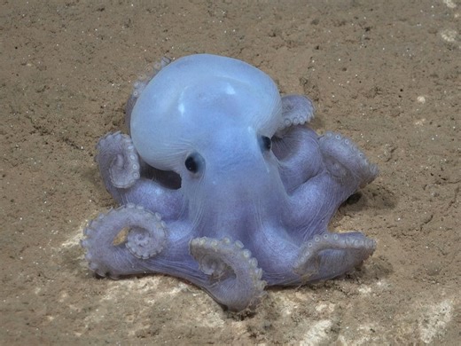 20 espèces marines jusqu'alors inconnues découvertes dans les abysses du Pacifique