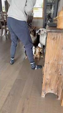 How I filmed my split treat skit #doghumor #dogacting #funnydogs