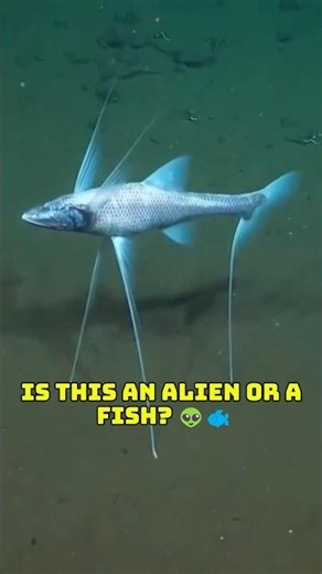 Why this fish has "legs" instead of fins 🦵🌊#shorts #viral #fish