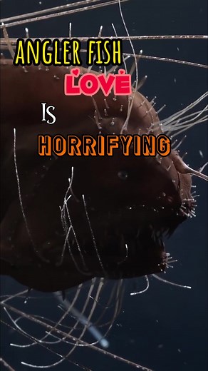 Discovering the Enigmatic World of Baby Anglerfish