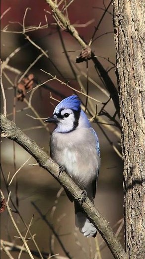 Blue Jay Sounds And Calls #shorts #sound #bluejays