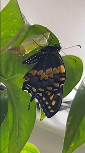 Butterfly Emerging from Chrysalis (Extended Timelapse) #metamorphosis #butterfly