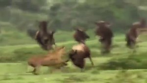 Great! Mother Gemsbok Save Her Baby From Cheetah Hunting, Five Cheetah vs Wildebeest | Soul