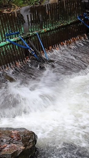 Salmon River Fish Hatchery, NY -Salmon Run 2024 #salmon #kingsalmon #salmonlovers #fishing #fishingtrip #naturelovers #fb #fly #reelsfbellis #fish #fishinglife #flyfishing #fishingdaily #fishingtime #reelsfb #naturelovers #fb #CNY #nature @highlight Outdoors Cny | Outdoors Cny