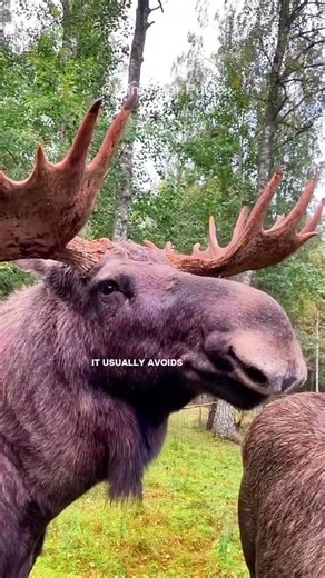 The Quiet Strength of a Moose | A Life Lesson in Calm Confidence.