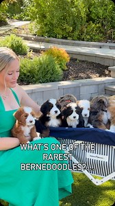 Merle Bernedoodles are so unique and not one are the same but CHOCOLATE Merle’s are even more unique and RARE!! 🍫🫶🏻 • • • #chocolatebernedoodle #chocolatemerle #bernedoodle #bernedoodlepuppies #bernedoodles #doodlelove #bernedoodlesofinstagram #puppiesofinstagram #puppylove #puppy #puppies #doodle #bernedoodledaily #bernedoodleofinstagram #bernedoodlesofig #chocolatepuppy #chocolatepuppylove #puppyoftheday #dogoftheday | Rocky Road Doodles