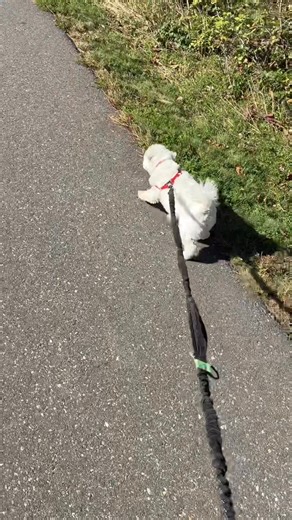 Monday Night Football!! A chilly morning potty to outside, but still no sweater or shirt. Mommy maked a pumpkin, freezed stwawberry, peach, pineapple, mango and cherry cola skinny syrup protein smoothie. Oh it TTS so yummy! Before The Price Is Right was ober, hers was getting weady too leab! WOW! Must be some fing important. Am I going wiff you? Walking cwothes and shoes! We going to my park fer a walk? I was hooked up to the waist pack and going out to the garage when hers opened the garage doo