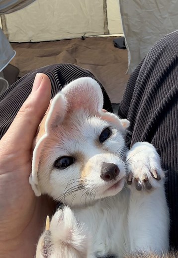 ポテちゃんとフェネックの考える人のポーズ